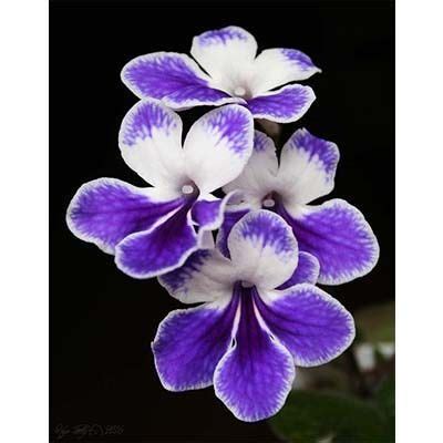 Streptocarpus Bristols Water Bug The Violet Barn African Violets