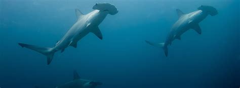 Qué Tipo De Tiburones Hay En Canarias Y Dónde Encontrarlos Blog Lopesan