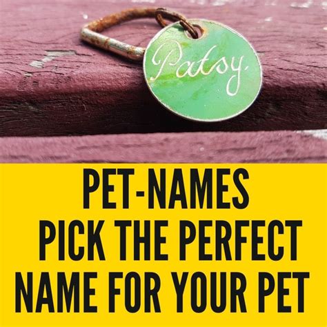 Pet Names – How to Pick the Perfect Name For Your Pet? - Oxford Pets