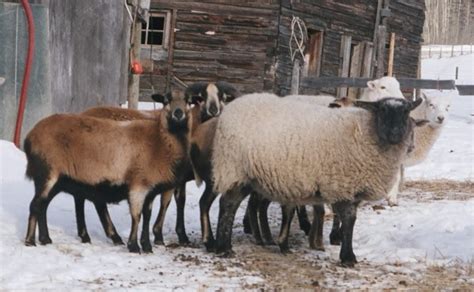 Baa Ram Ewe Sheep: Popular Breeds of Sheep in the USA