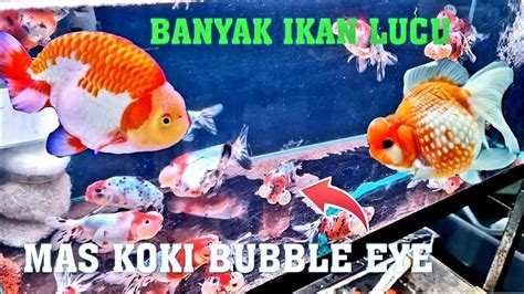 Ikan Mas Koki Terlucu Yang Pernah Gw Liat Update Harga Ikan Mas Koki