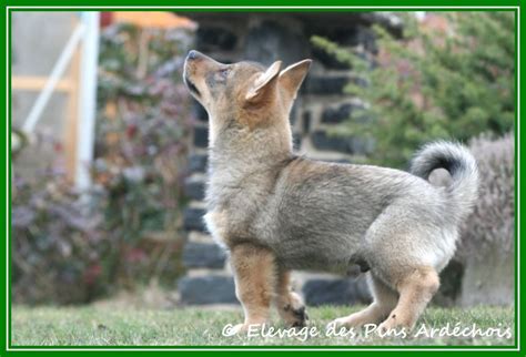 Chiot Elevage Des Pins Ard Chois Eleveur De Chiens Vallhund Su Dois