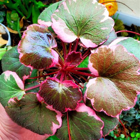 Glossy Green Strawberry Begonia