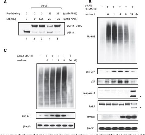 Figure From The S Deubiquitinase Inhibitor B Ap Is Enriched In