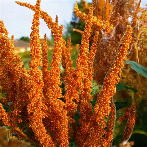 Amaranth Golden Giant Organic Terra Mater Gardens