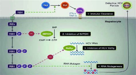 Figure Mechanisms Of Action Of Ribavirin Proposed