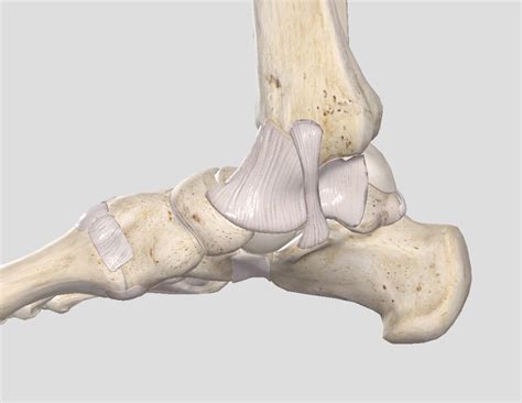 Ligaments Of The Foot Medial Diagram Quizlet