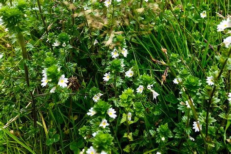 Eyebright | The Plant Medicine School