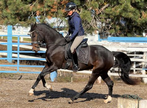 Breed | Warmblood Sales