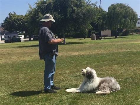 Basic Dog Obedience Commands Training San Luis Obispo - DognPooch