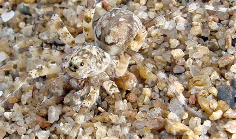 On Black Camouflaged Spider From Closer Ocyale Guttata By Piet