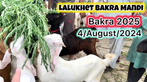 Lalukhet Bakra Mandi Latest Updates 5 Aug 2024 Bakra Mandi Goat Gulabi