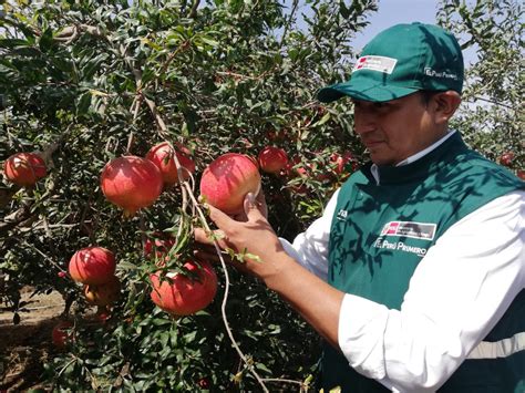 Ica Senasa Certifica M S De Mil Toneladas De Granada En Inicio De