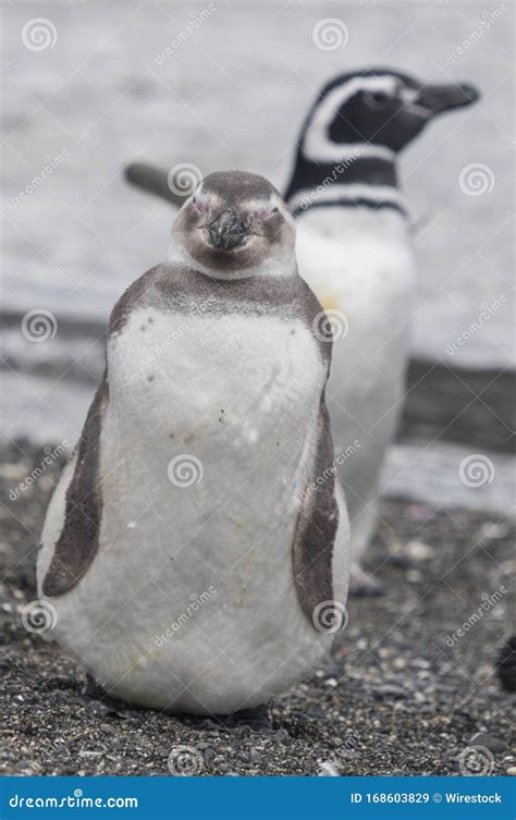 Vertical Closeup Shot Of A Cute Gentoo Penguin Staring At The Camera