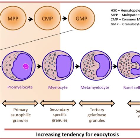 Activation Of Neutrophils Download Scientific Diagram