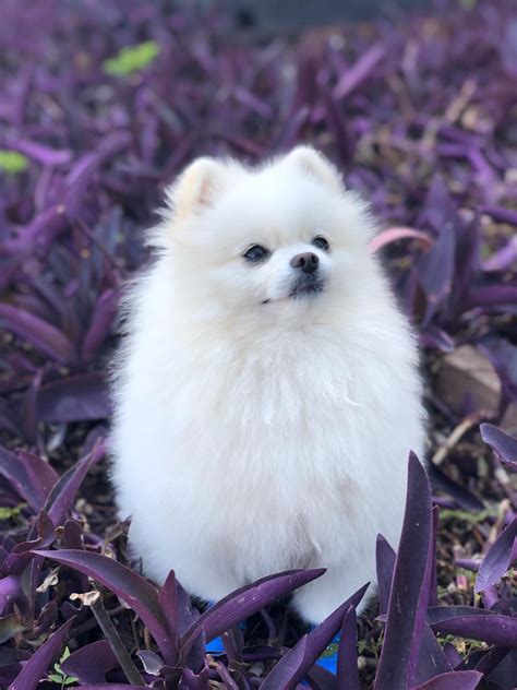 Purple Ivy 💜 Pomeranians