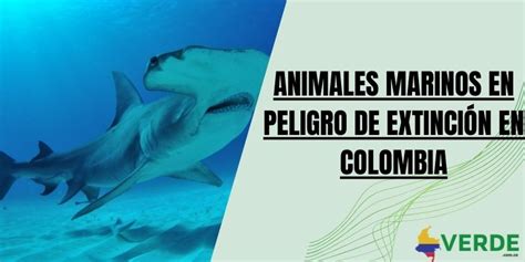 Animales marinos en peligro de extinción en Colombia - Colombia Verde