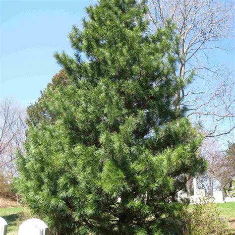 Korean Nut Pine Cedar Pinus Koraiensis 5 Seeds