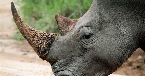 Scientists Make Live Rhino Horns Radioactive To Fight Poaching In South