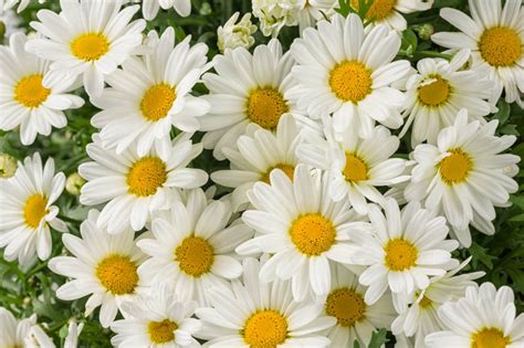 Argyranthemum Frutescens Pure White Butterfly Marguerite