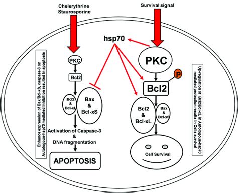 Schematic Representation Of Pkc Inhibitors Che Sts Modulated