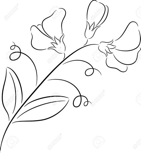 Sweet Pea Flower Drawing At Getdrawings Free Download