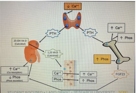 Renal Bone And Mineral Disorders In Ckd Exam Flashcards Quizlet