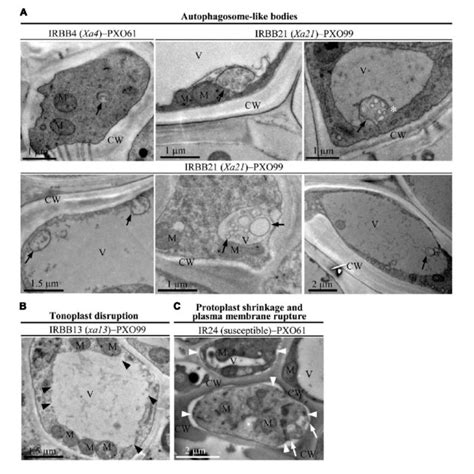 | Ultrastructural features of xylem parenchyma cells in dominant MR ...