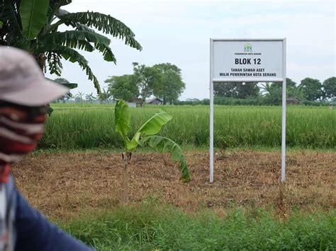 412 Hektar Aset Pemkot Serang Dijadikan Sawah Dan Empang Di Sawahluhur