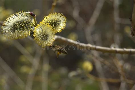 Flying Bee And Pussy Willow Stock Photo Image Of Macro Growth