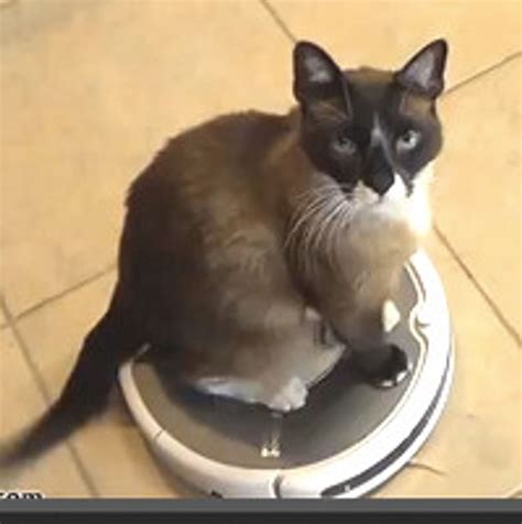 3 Minute Roomba Cat Ride Guinness World Record 2014 Love Meow