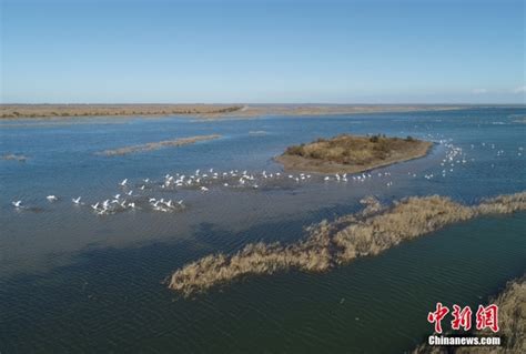 山东东营黄河三角洲湿地候鸟翔集 界面新闻 中国