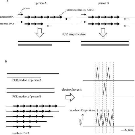 Schematic Diagram Of Personal Identification Method Using STR A PCR