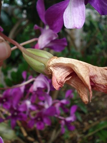 Orchid Seed Pod Flickr Photo Sharing