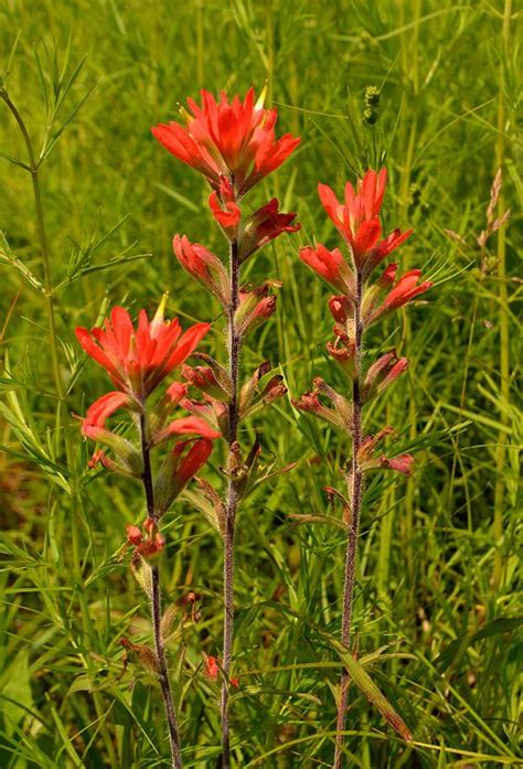 How to Grow Indian Paintbrush Flower • India Gardening