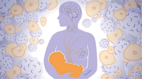 Media Boddy Lab Cancer Biology And Microchimerism Lab