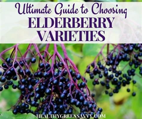 Best Elderberry Varieties For Homegrown Food And Medicine