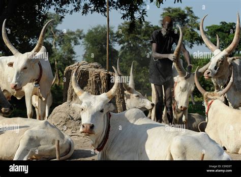 Southern Sudan Bahr Al Ghazal Region Lakes State Dinka Tribe With