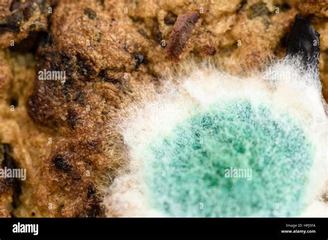 Penicillin mold hi-res stock photography and images - Alamy