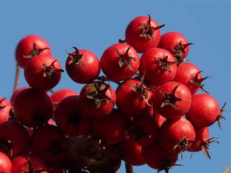 Beeren Fr Chte Rot Kostenloses Foto Auf Pixabay Pixabay