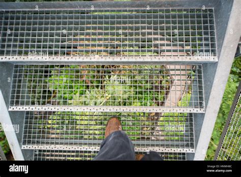 Lookout Platform Rainforest Biome Eden Project Stock Photo Alamy