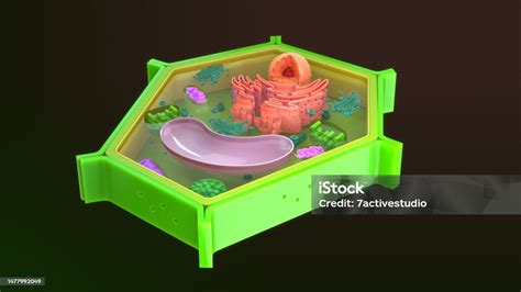 Structure Of Plant Cell Stock Photo Download Image Now Biological