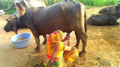 Buffalo Milking Village Life Vlogs Buffalo Milk Nikalne Ka Tarika