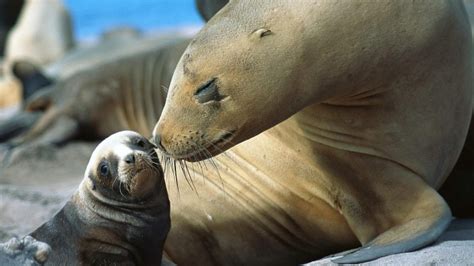 Sea Otter Mother And Pup - 992x558 Wallpaper - teahub.io