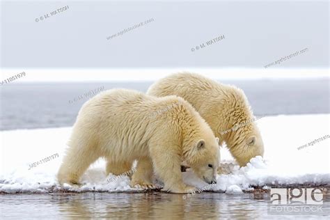 Polar Bear one year old cubs Autumn near Kaktovik, Arctic Alaska, Stock ...