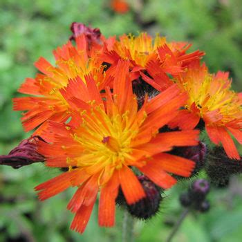 Fox and Cubs (Pilosella aurantica) for vibrant colour.