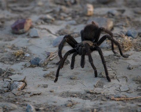 Wildlife Heritage Foundation | Lincoln CA