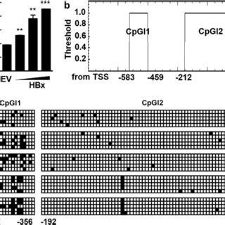 Methylation Analysis Of The Mta Promoter A Hepg Cells Were