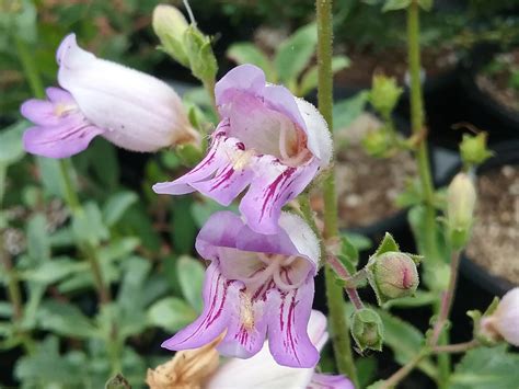 Penstemon grinnellii - Linda Vista Native Plants
