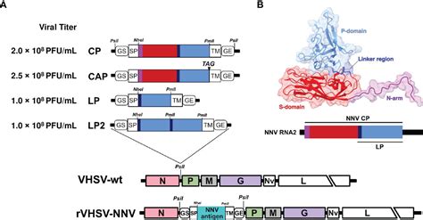 Frontiers Recombinant Viral Hemorrhagic Septicemia Virus With